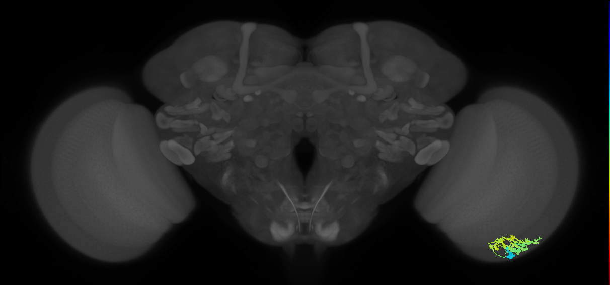 Dm9_R (JRC_OpticLobe:503607)