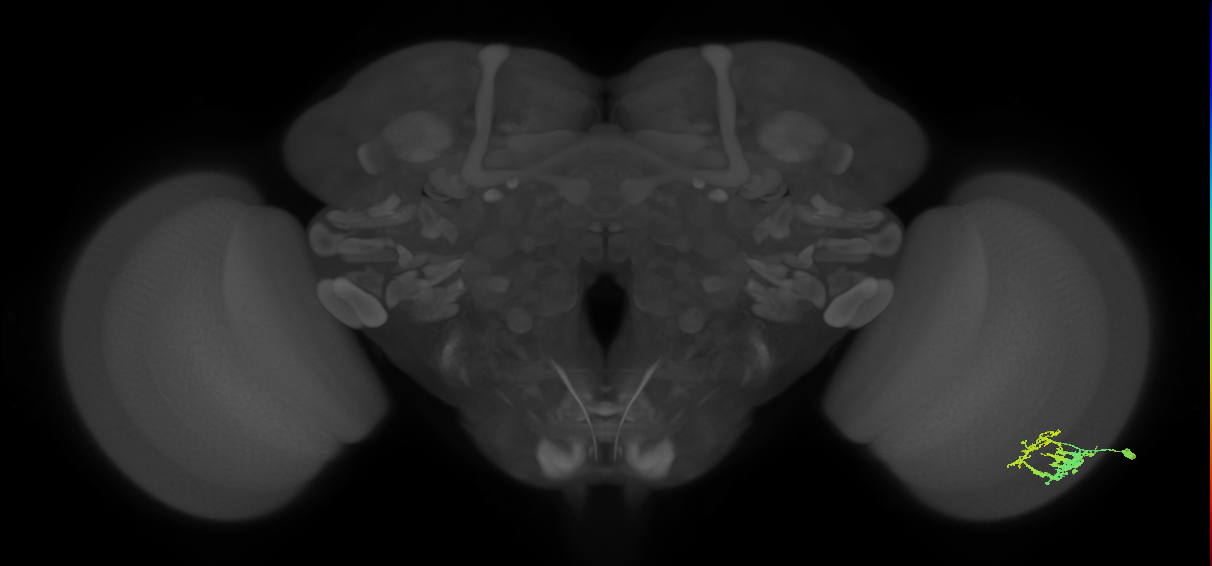 Dm9_R (JRC_OpticLobe:82408)