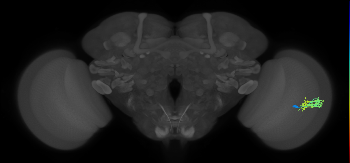 Dm9_R (JRC_OpticLobe:29415)