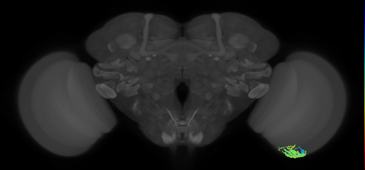 Dm9_R (JRC_OpticLobe:34017)