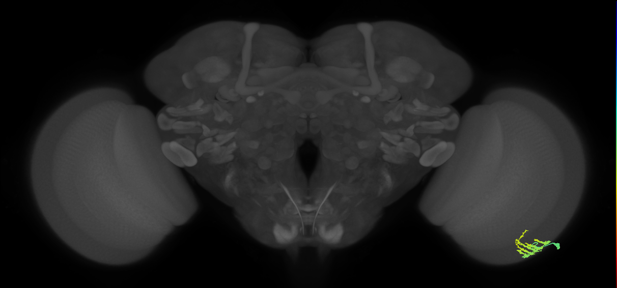 Dm9_R (JRC_OpticLobe:73137)