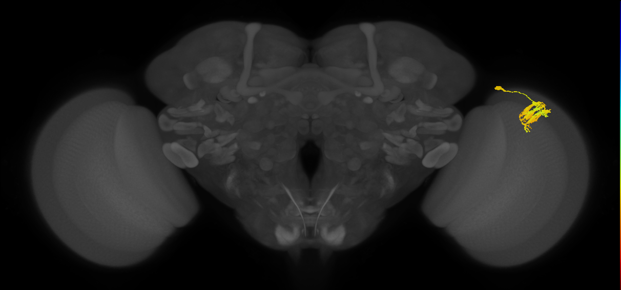 Dm9_R (JRC_OpticLobe:31501)
