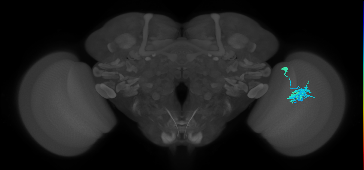 Dm9_R (JRC_OpticLobe:29230)