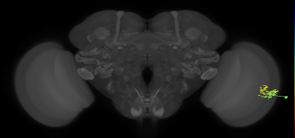 Dm9_R (JRC_OpticLobe:133653)