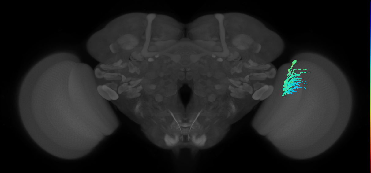 Dm9_R (JRC_OpticLobe:31682)