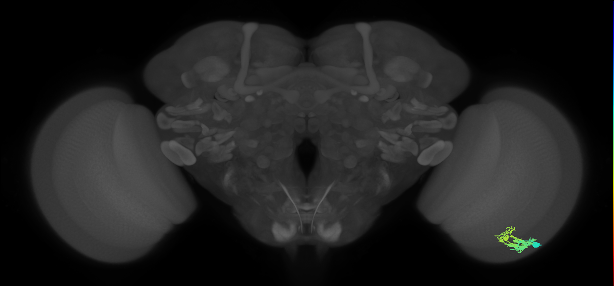 Dm9_R (JRC_OpticLobe:54175)