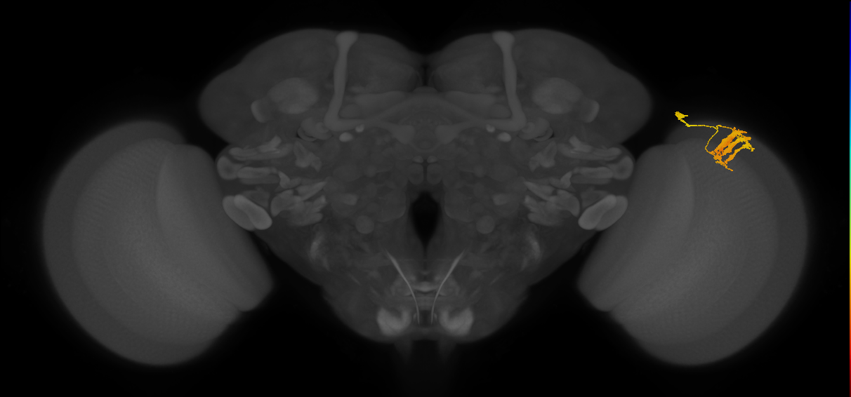 Dm9_R (JRC_OpticLobe:35307)