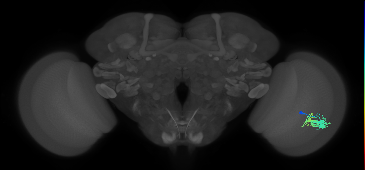 Dm9_R (JRC_OpticLobe:547424)