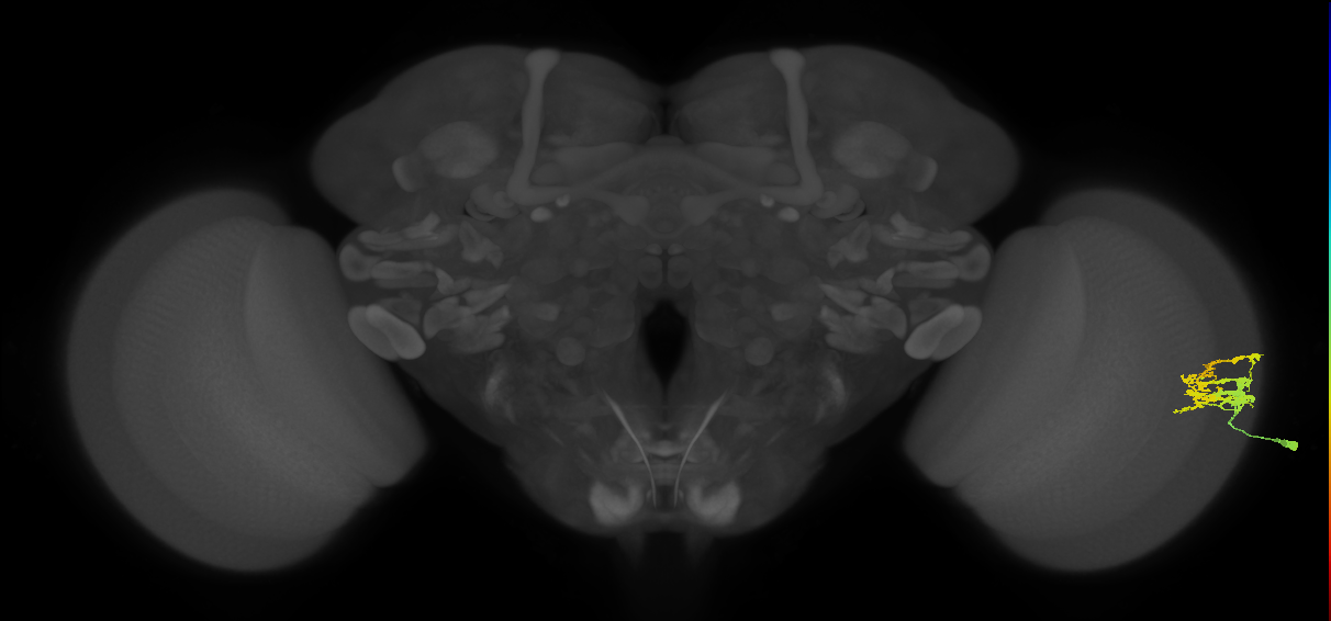 Dm9_R (JRC_OpticLobe:104496)