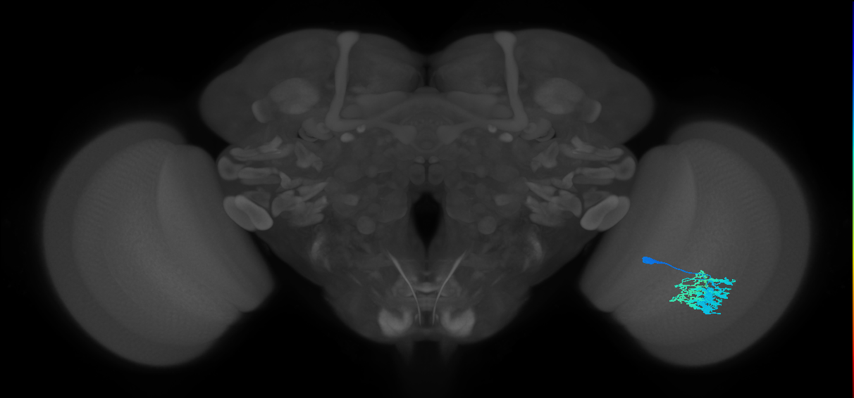 Dm9_R (JRC_OpticLobe:219034)
