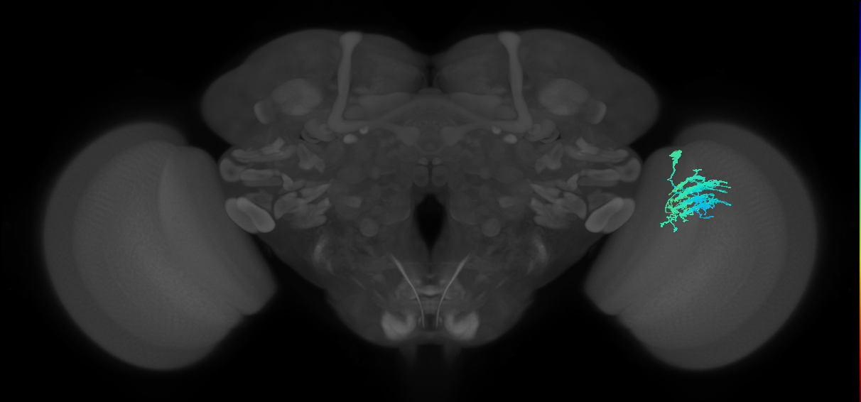 Dm9_R (JRC_OpticLobe:29131)