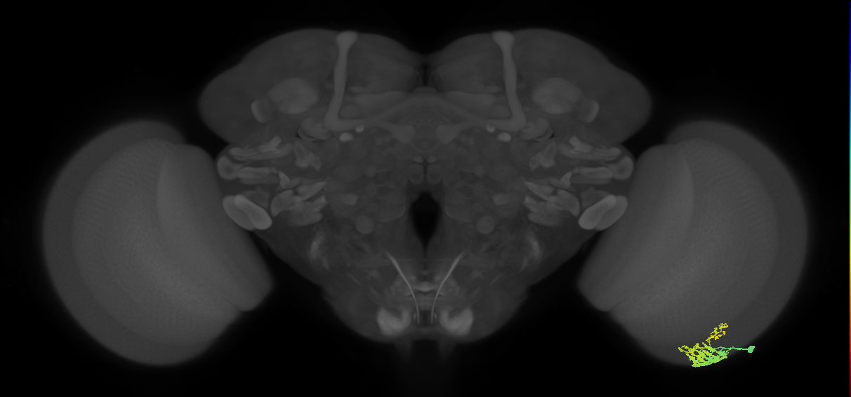 Dm9_R (JRC_OpticLobe:56001)