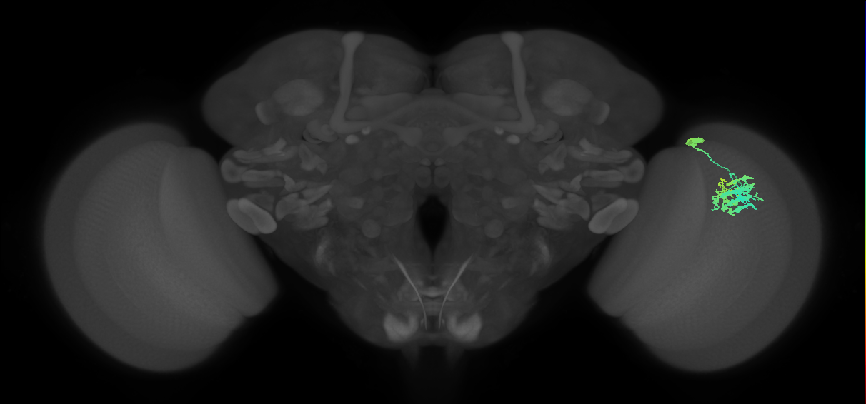 Dm9_R (JRC_OpticLobe:27045)