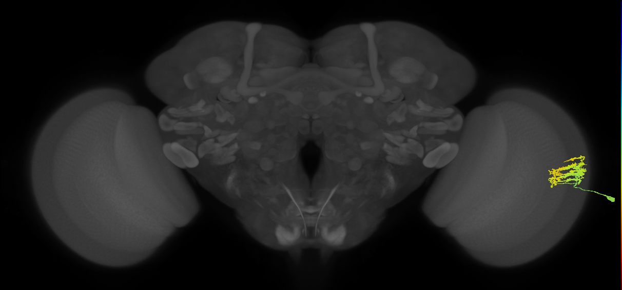 Dm9_R (JRC_OpticLobe:113834)