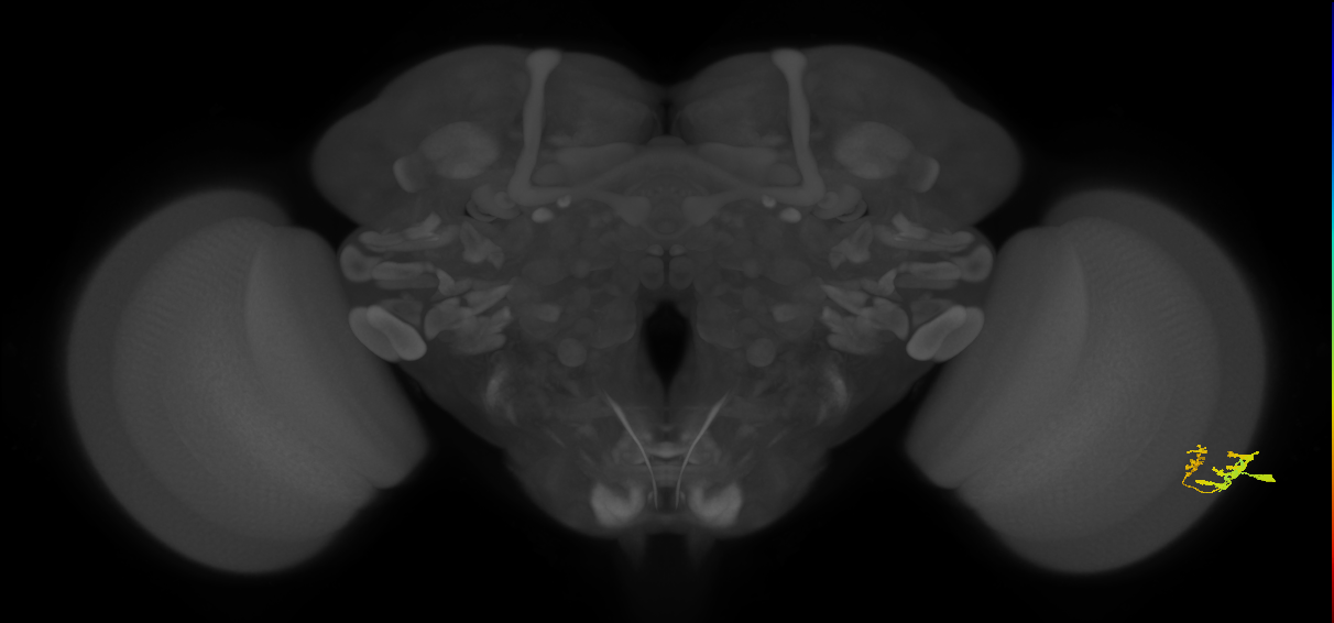 Dm9_R (JRC_OpticLobe:94931)