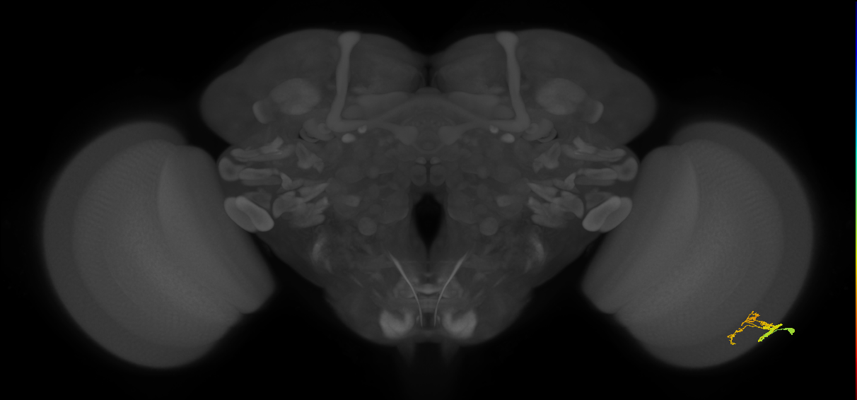 Dm9_R (JRC_OpticLobe:88705)