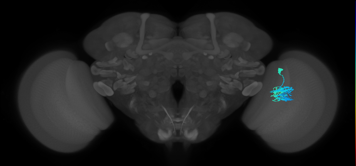 Dm9_R (JRC_OpticLobe:35637)