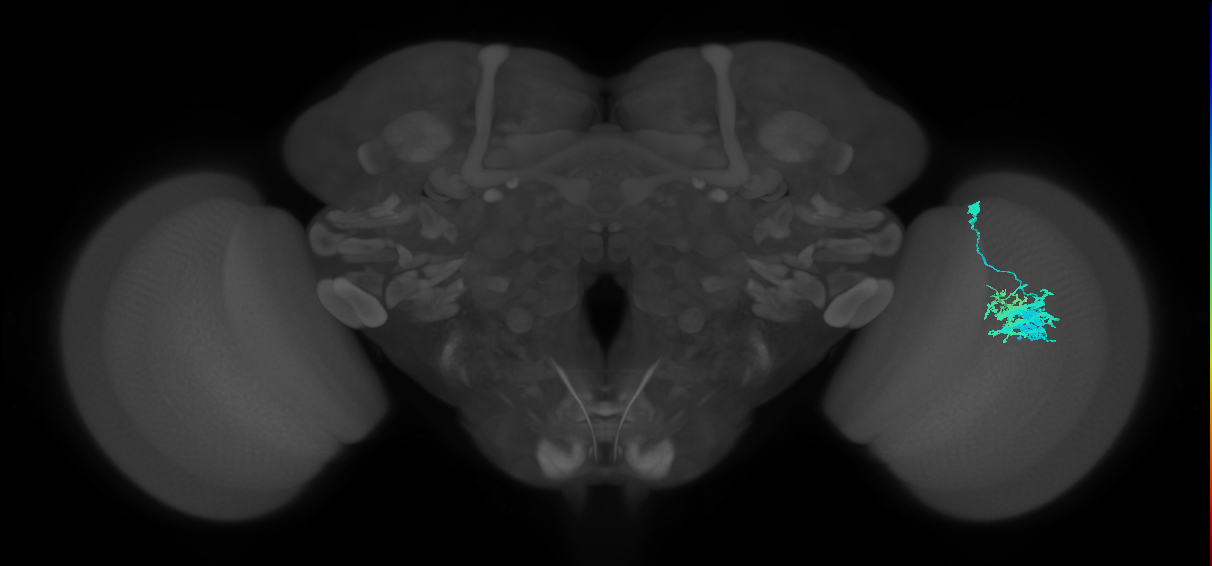 Dm9_R (JRC_OpticLobe:30045)