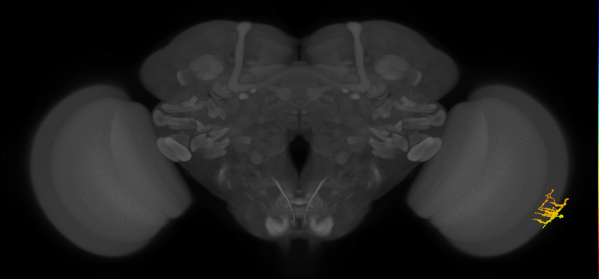 Dm9_R (JRC_OpticLobe:109926)