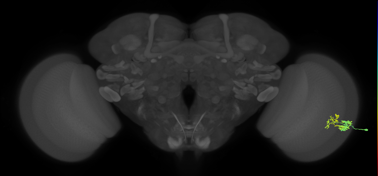 Dm9_R (JRC_OpticLobe:77895)