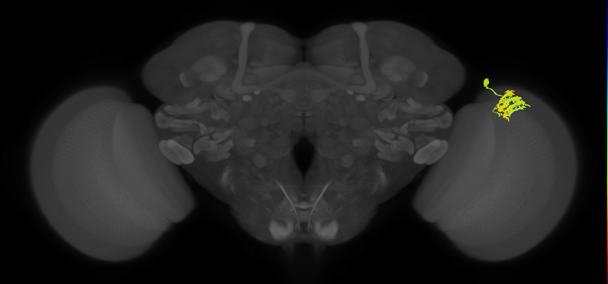 Dm9_R (JRC_OpticLobe:48602)