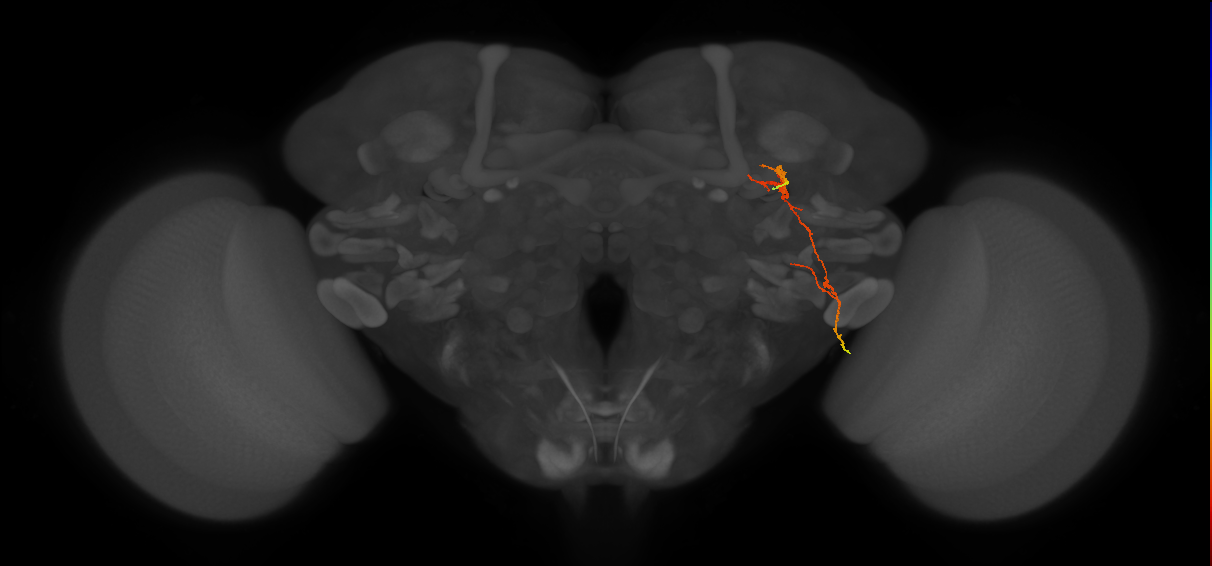 KCg-d_R (JRC_OpticLobe:95476)