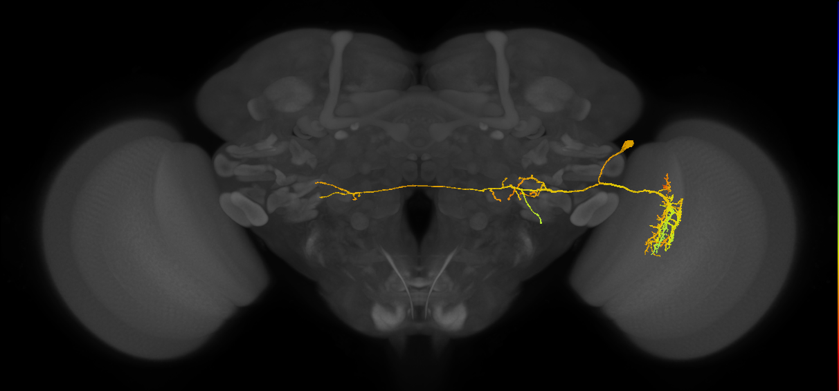 LC23_R (JRC_OpticLobe:18632)