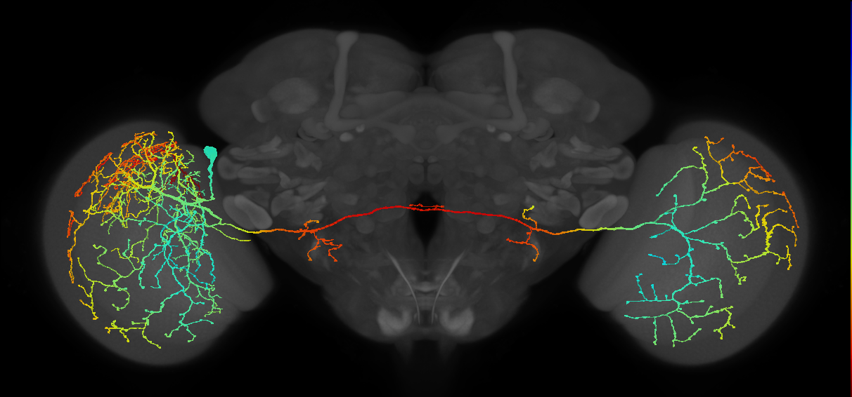 MeVPMe2_L (JRC_OpticLobe:513930)