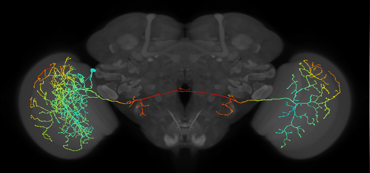MeVPMe2_L (JRC_OpticLobe:519658)