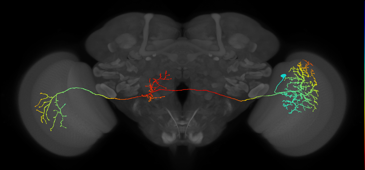 MeVPMe5_R (JRC_OpticLobe:13569)