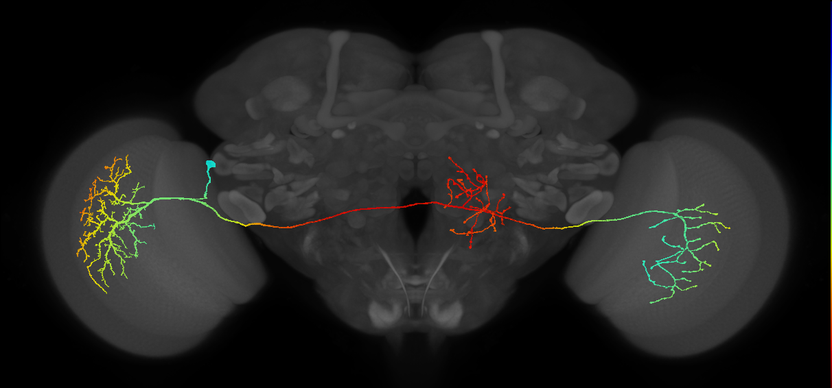 MeVPMe5_L (JRC_OpticLobe:12748)