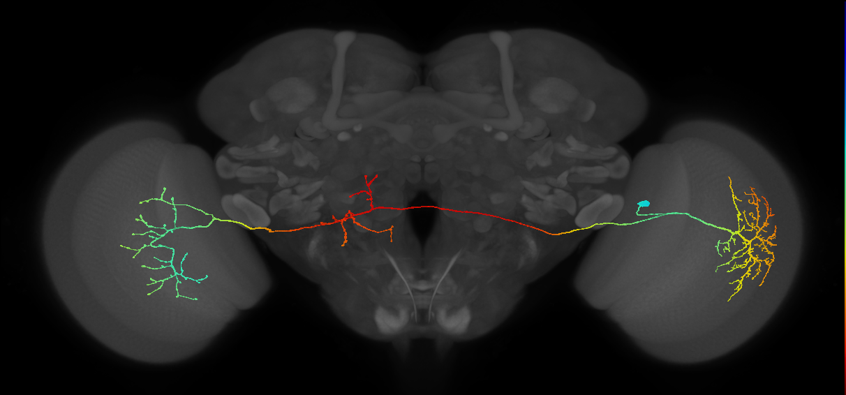 MeVPMe5_R (JRC_OpticLobe:17429)