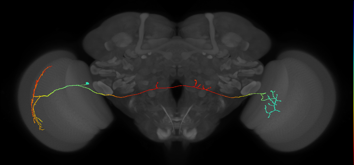 MeVPMe5_L (JRC_OpticLobe:19166)