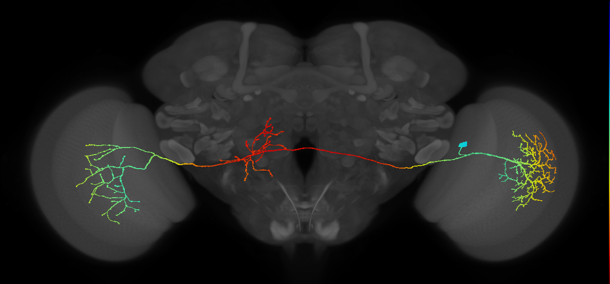 MeVPMe5_R (JRC_OpticLobe:12704)