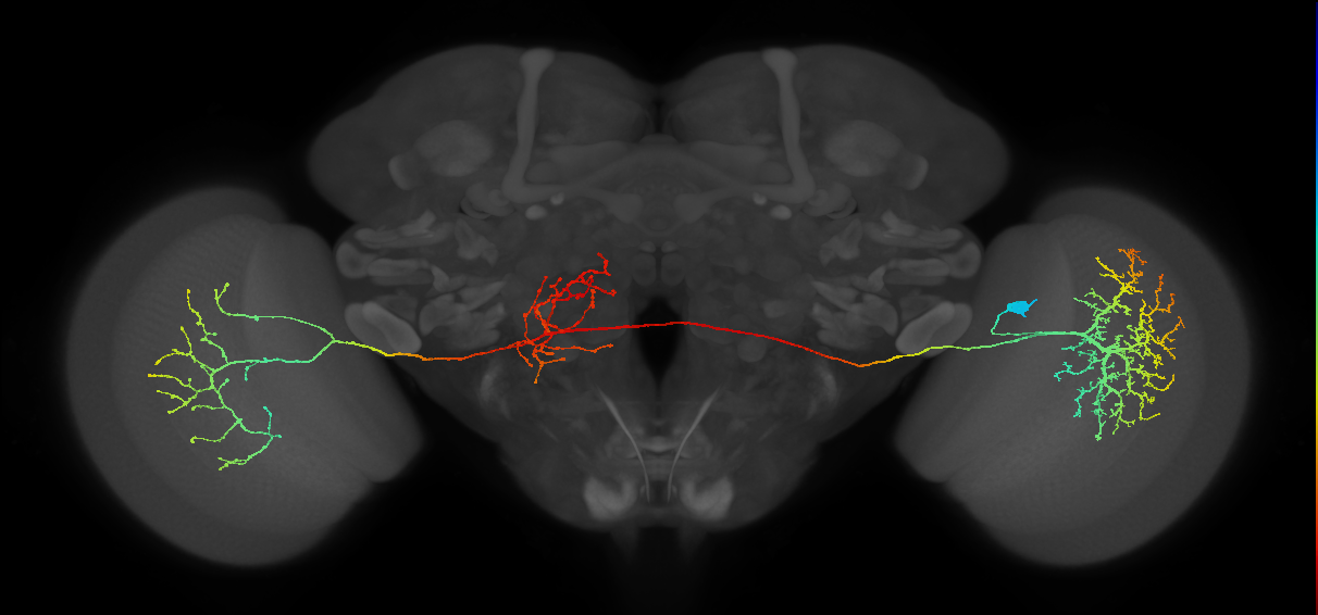 MeVPMe5_R (JRC_OpticLobe:13120)