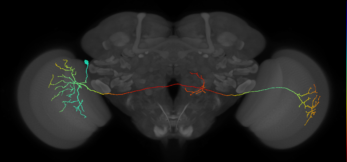 MeVPMe5_L (JRC_OpticLobe:15770)