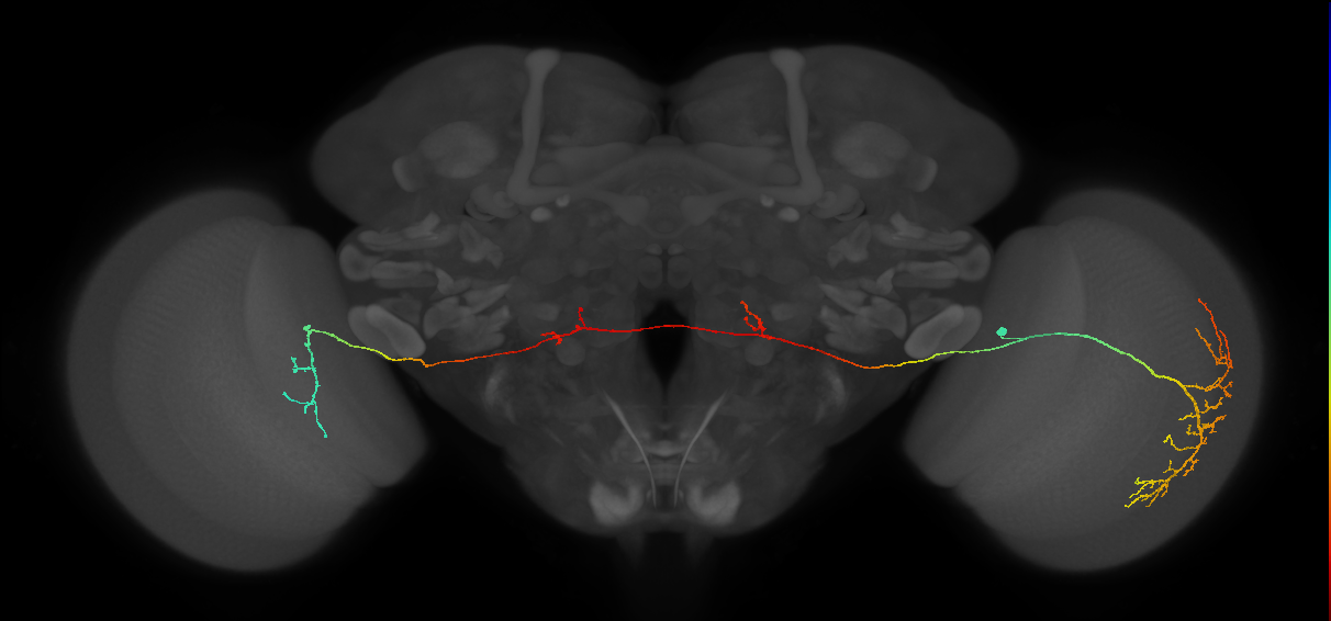 MeVPMe5_R (JRC_OpticLobe:25721)