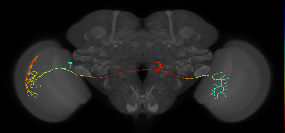 MeVPMe5_L (JRC_OpticLobe:12013)