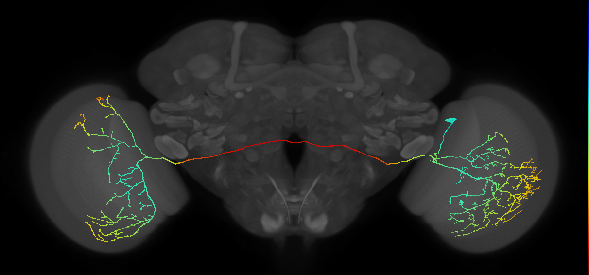 MeVPMe7_R (JRC_OpticLobe:11669)