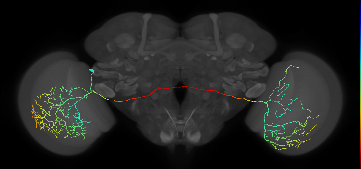 MeVPMe7_L (JRC_OpticLobe:12805)