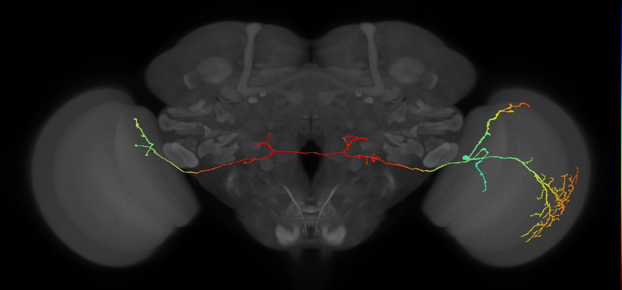 MeVPMe8_R (JRC_OpticLobe:14947)