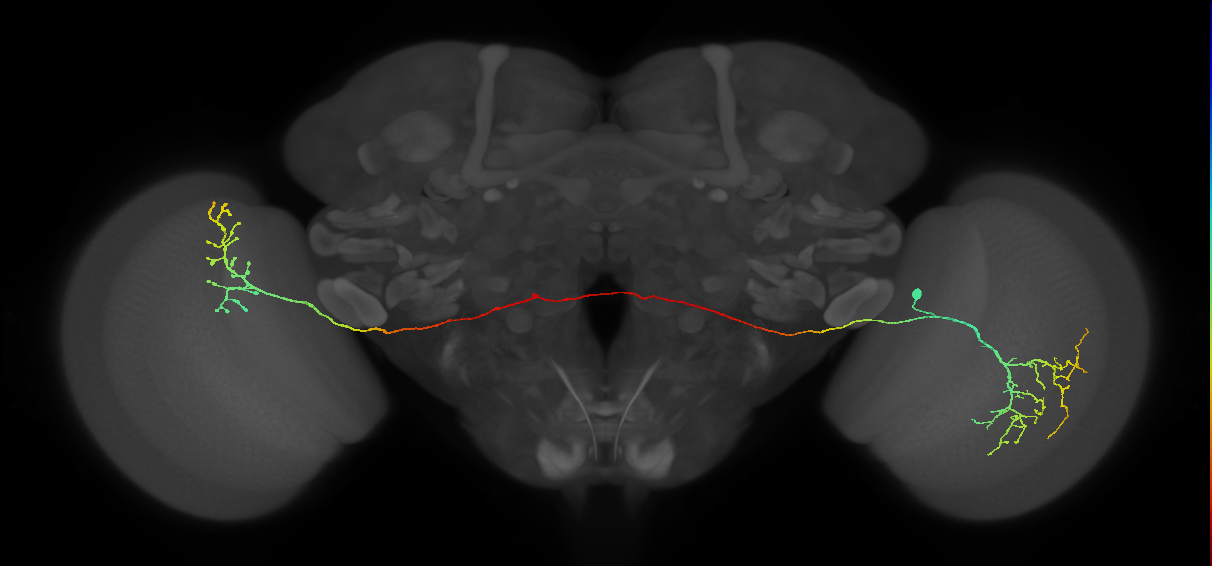 MeVPMe9_R (JRC_OpticLobe:16652)