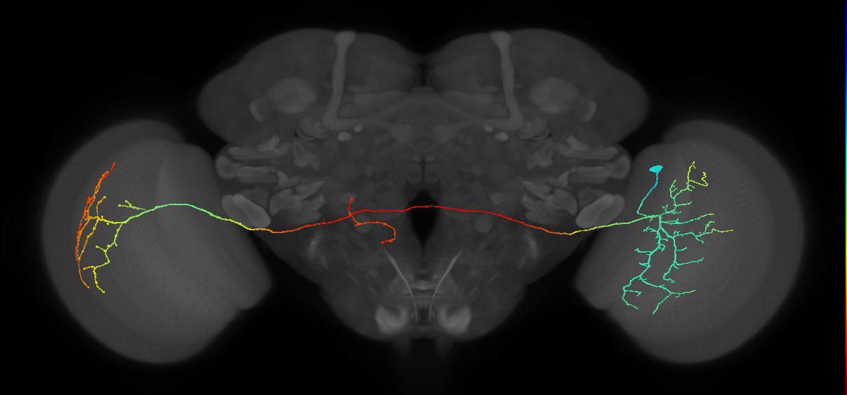 MeVPMe9_R (JRC_OpticLobe:19449)