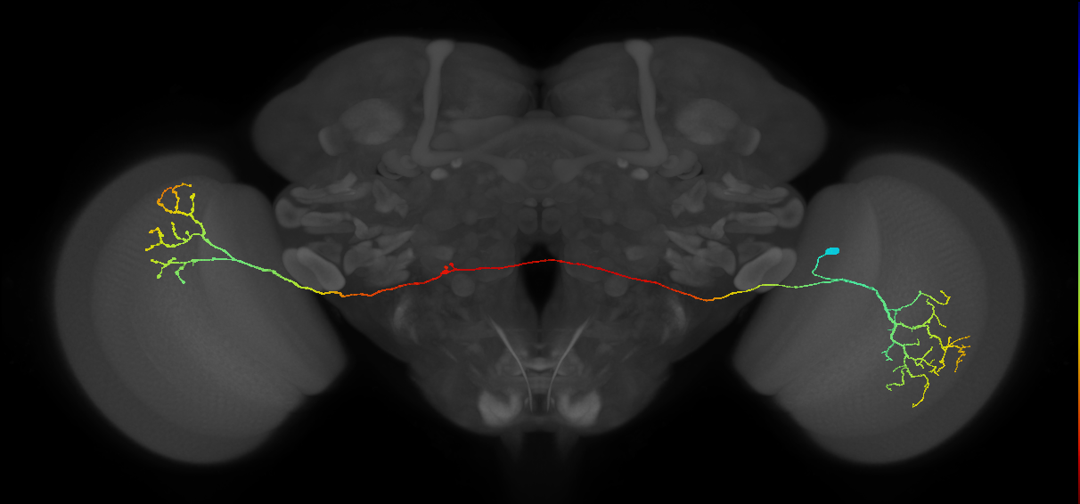 MeVPMe9_R (JRC_OpticLobe:16761)