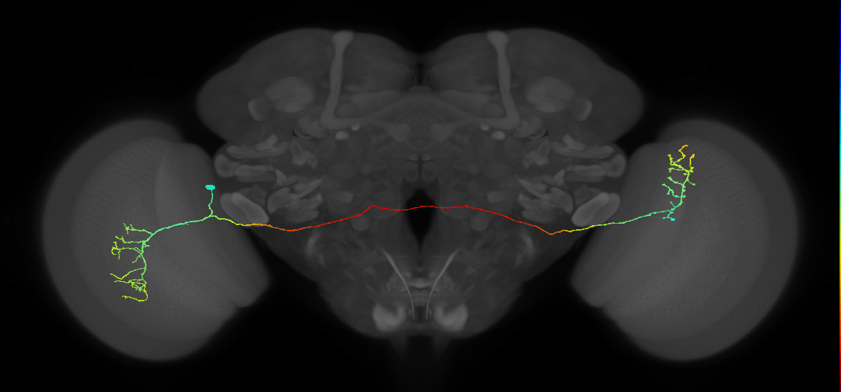 MeVPMe9_L (JRC_OpticLobe:38753)