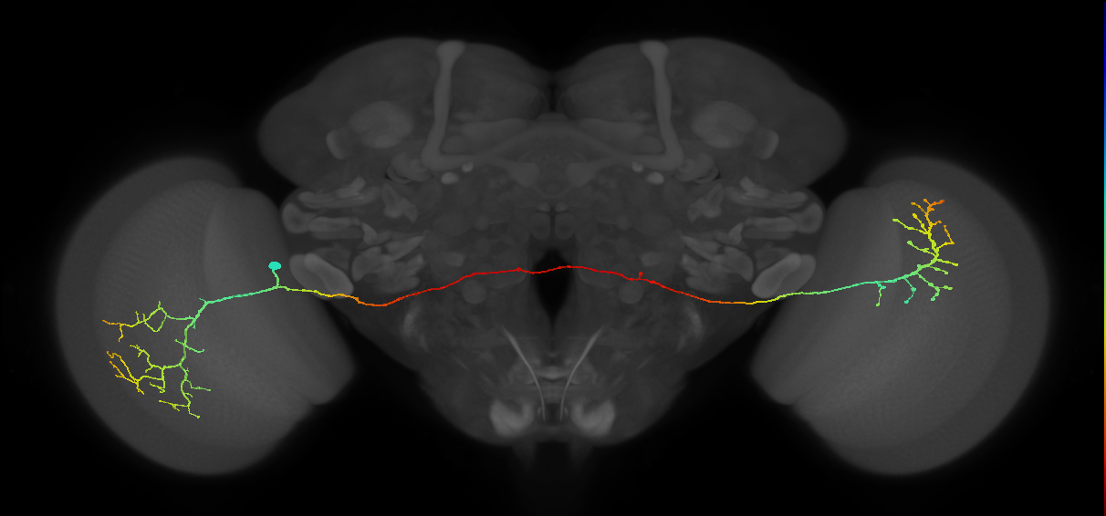 MeVPMe9_L (JRC_OpticLobe:18686)