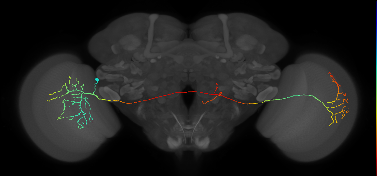 MeVPMe9_L (JRC_OpticLobe:18961)