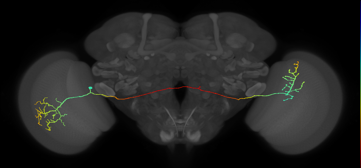 MeVPMe9_L (JRC_OpticLobe:21322)