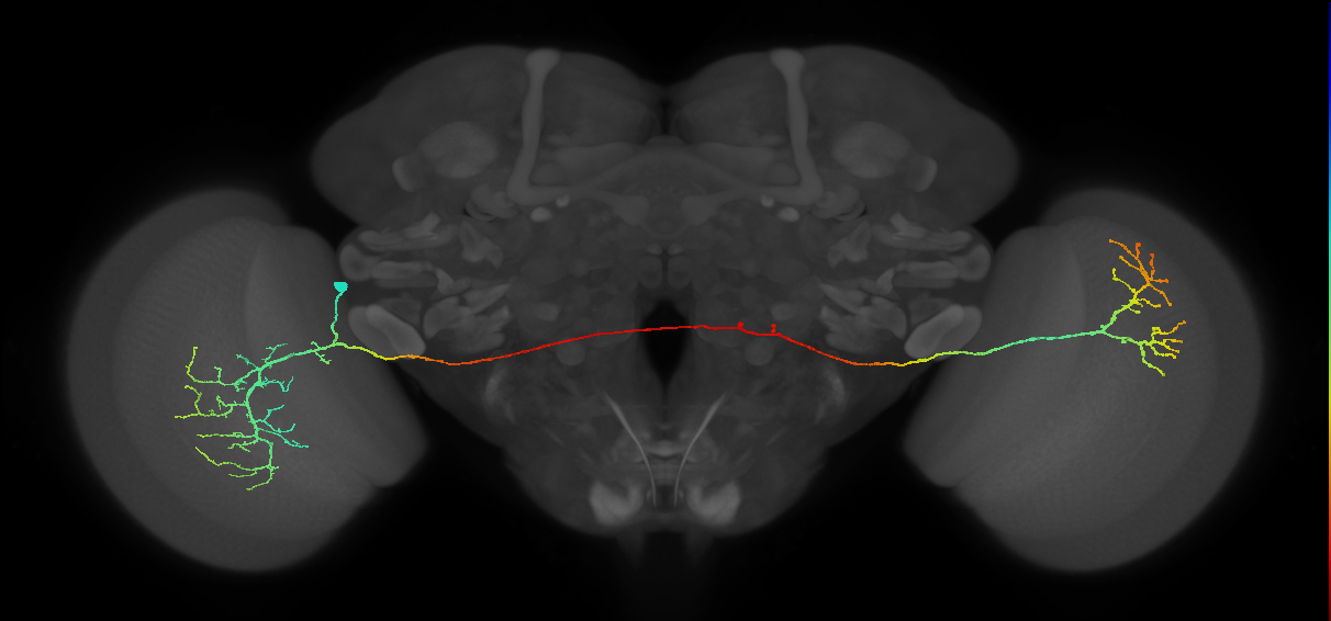 MeVPMe9_L (JRC_OpticLobe:18261)