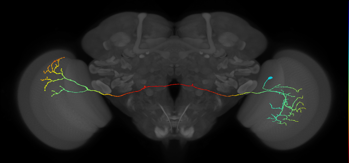 MeVPMe9_R (JRC_OpticLobe:19345)